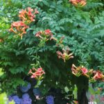 Campsis tagliabuana Mme Galen