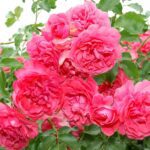 Klimroos 'Rosa Rosarium Uetersen' 4 Liter pot