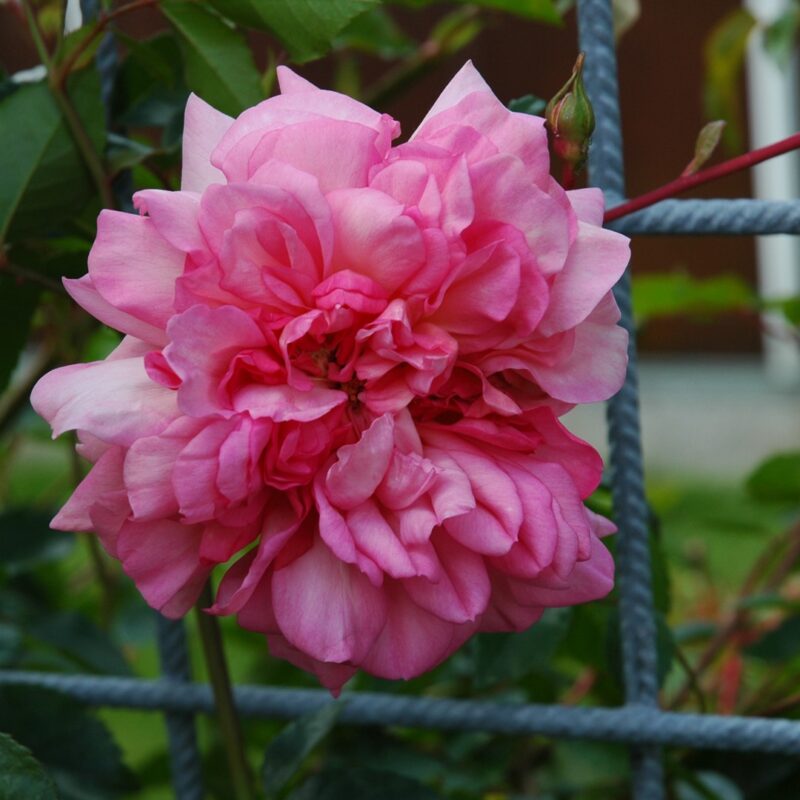 Rosa Francois Juranville in 4 liter pot