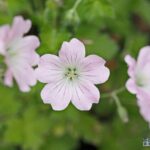 10x Geranium Dreamland (ooievaarsbek) (per 10)