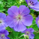Geranium Rozanne (ooievaarsbek) (per stuk)