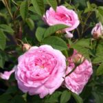 Rosa Konigin von Denmark kale wortel