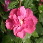 Hibiscus syriacus Duc de Brabant