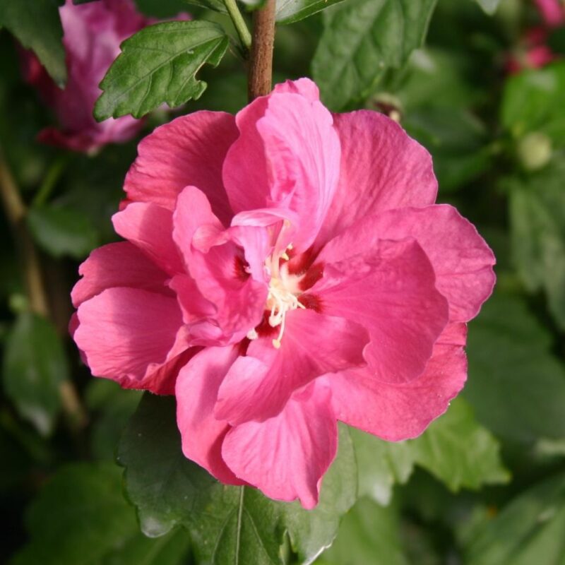 Hibiscus syriacus Duc de Brabant
