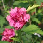 Hibiscus syriacus Duc de Brabant