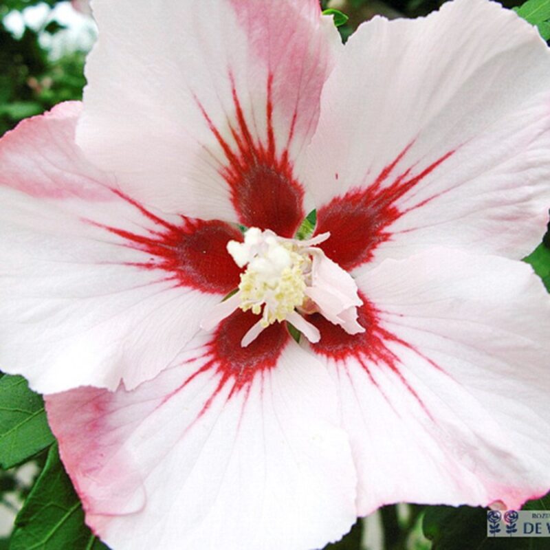 Hibiscus syriacus Hamabo