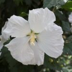 Hibiscus syriacus W.R. Smith
