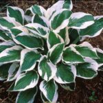 10x Hosta Patriot (per 10)