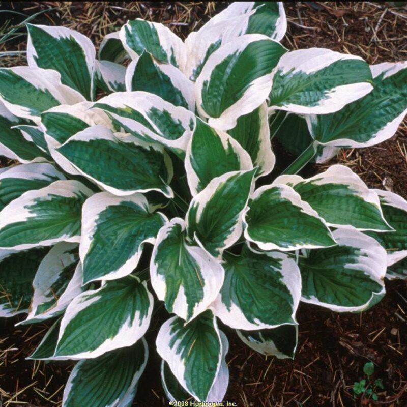 10x Hosta Patriot (per 10)