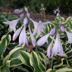 10x Hosta Patriot (per 10)
