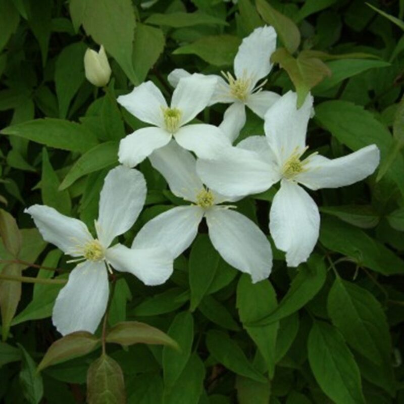 Clematis Montana alba