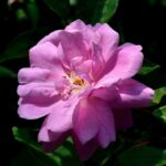 Rosa Old Blush 4 liter pot