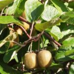 Kiwi Actinidia deliciosa 'Boskoop' (zelfbestuivend)