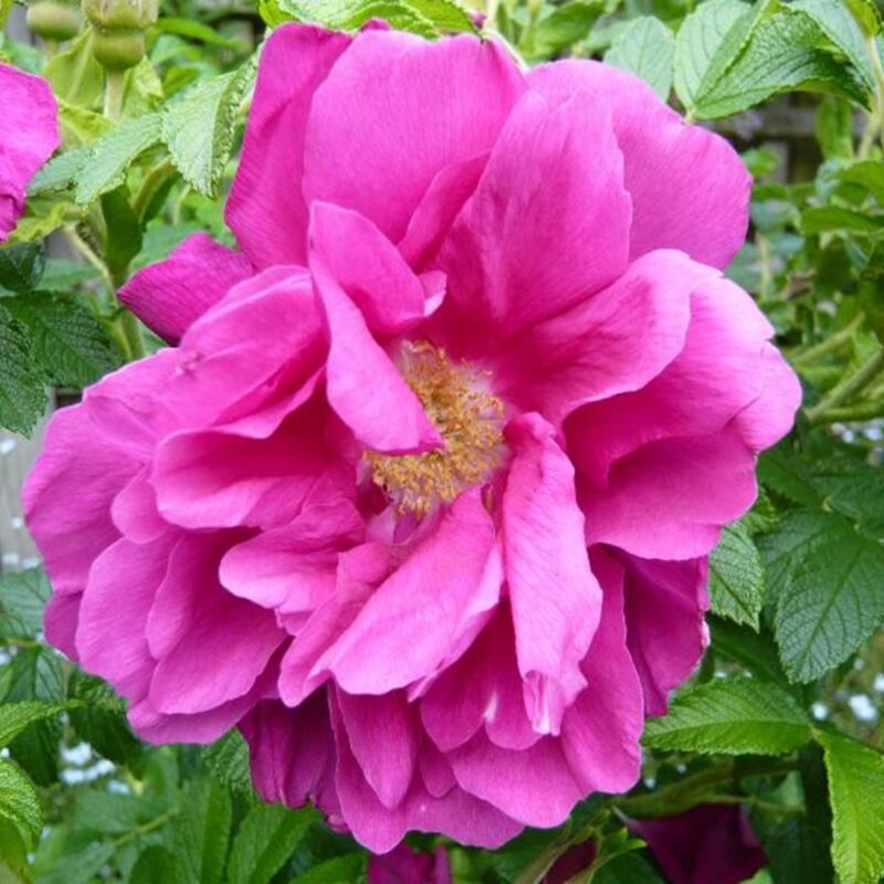 Rosa Roseraie de l'Hay kale wortel