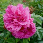 Rosa Roseraie de l'Hay kale wortel