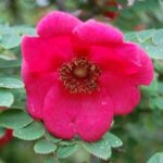 Rosa Moyesii kale wortel