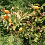 Rosa Moyesii kale wortel