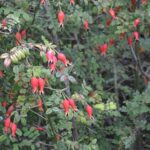 Rosa Moyesii kale wortel