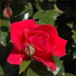 Klimroos 'Rosa Climbing Red Flame' 4 liter pot