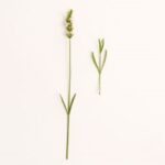 Lavandula angustifolia Edelweiss (lavendel)