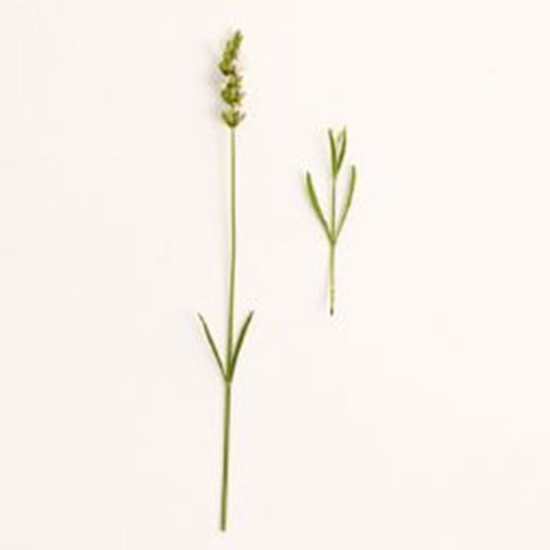 Lavandula angustifolia Edelweiss (lavendel)