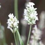 Lavandula angustifolia Edelweiss (lavendel)
