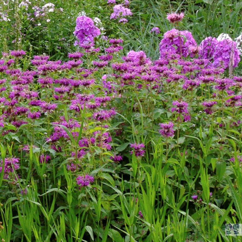 10x Monarda Prärienacht (bergamotplant) (per 10)