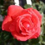 Rosa Super Star 4 liter pot