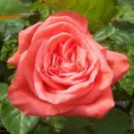 Rosa Super Star 4 liter pot