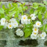 Klimroos 'Rosa Bobbie James' kale wortel