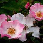 Rosa Rosy Cushion kale wortel
