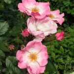 Rosa Rosy Cushion kale wortel