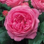Rosa Louise Odier kale wortel