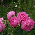 Rosa Louise Odier kale wortel