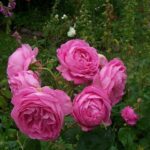 Rosa Louise Odier kale wortel
