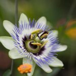 Passiflora caerulea