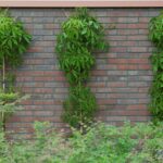 Parthenocissus quinquefolia Engelmannii 2 liter pot