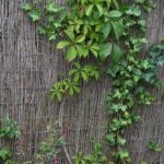 Parthenocissus quinquefolia Engelmannii 2 liter pot