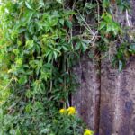 Parthenocissus quinquefolia Engelmannii 2 liter pot