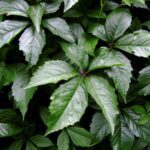 Parthenocissus quinquefolia Engelmannii 2 liter pot