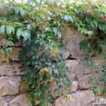 Parthenocissus quinquefolia Engelmannii 2 liter pot