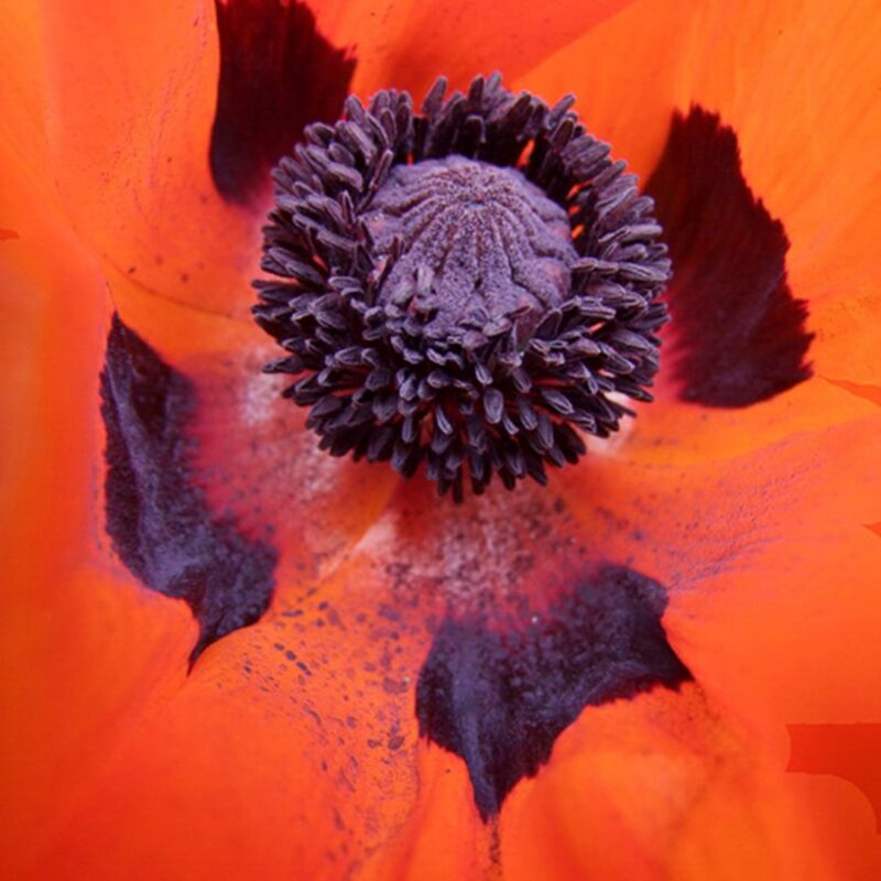 10x Papaver orientale Brilliant (oosterse klaproos) (per 10)