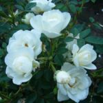 Rosa Crystal Fairy kale wortel (levering vanaf half okt)