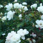 Rosa Crystal Fairy kale wortel (levering vanaf half okt)