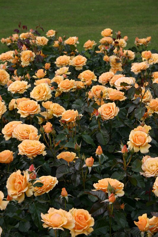 Rosa 'Amber Queen' (Roos, Trosroos) | Bloemenpark