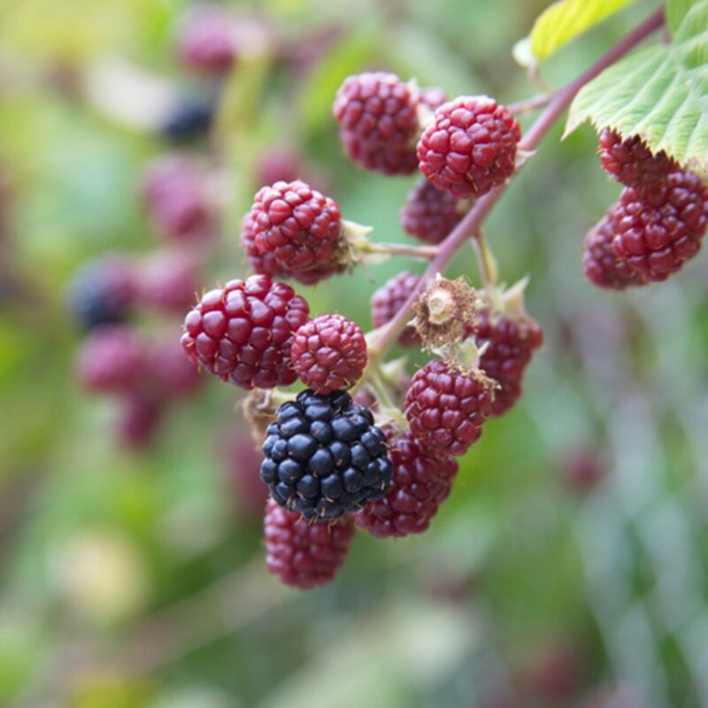 Rubus fruticosa Black satin