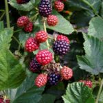 Rubus fruticosa Black satin