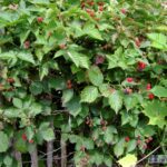 Rubus fruticosa Black satin