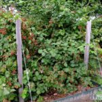 Rubus fruticosa Black satin