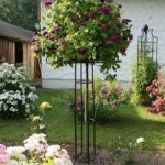 Rozenparasol 'Giverny'